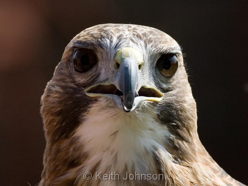 Red-tailed Hawk 2.jpg